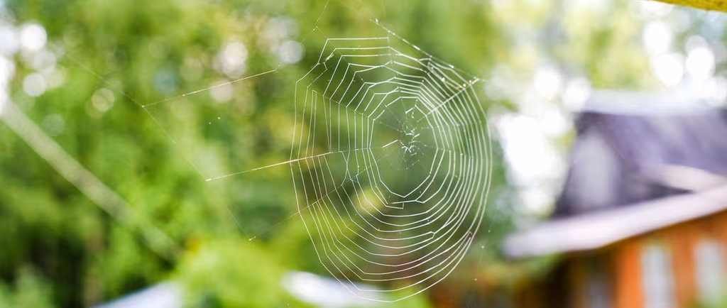 Nouveau! Un service pour éloigner les insectes