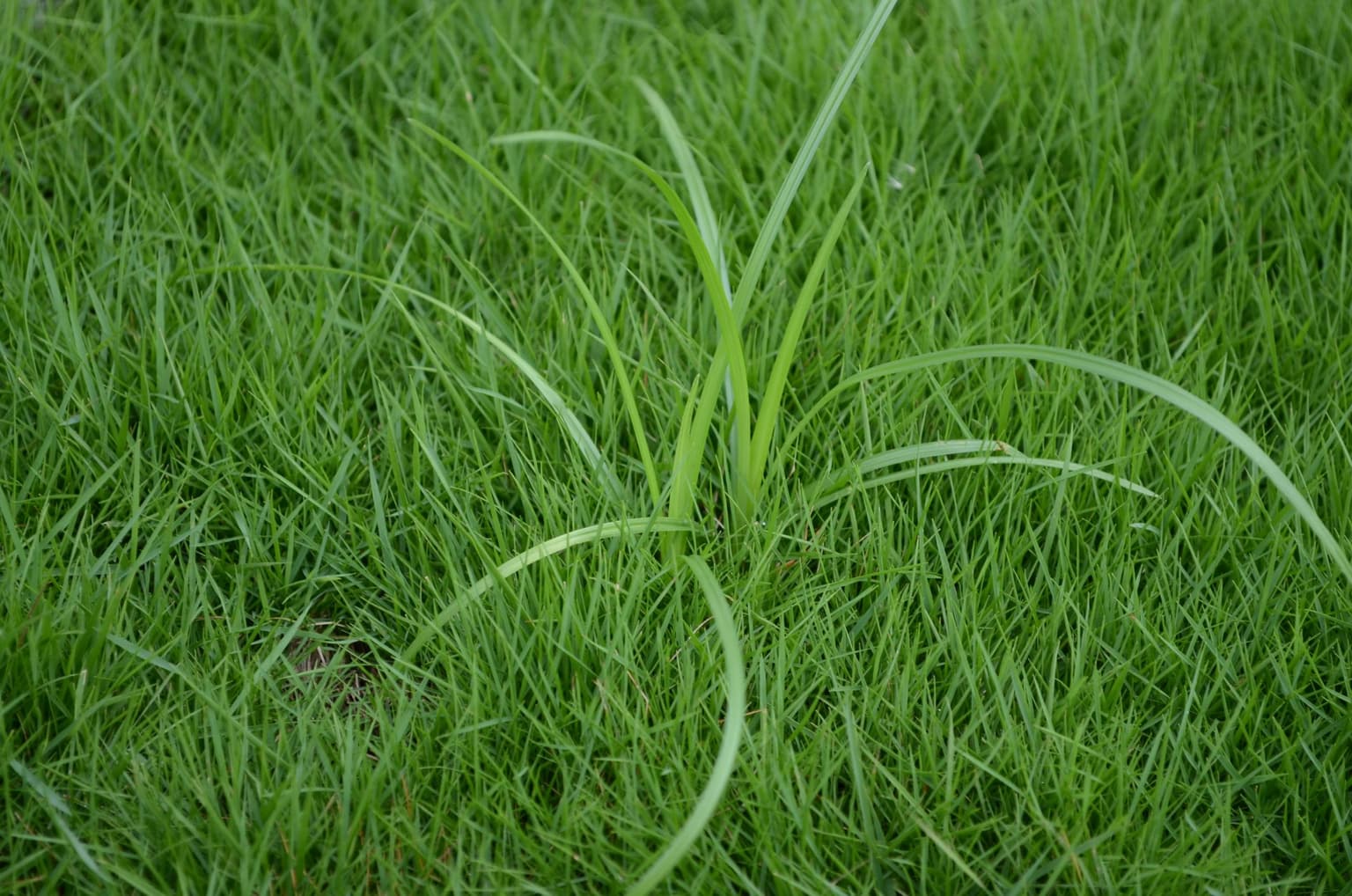 10 Common Weeds in Georgia Lawns
