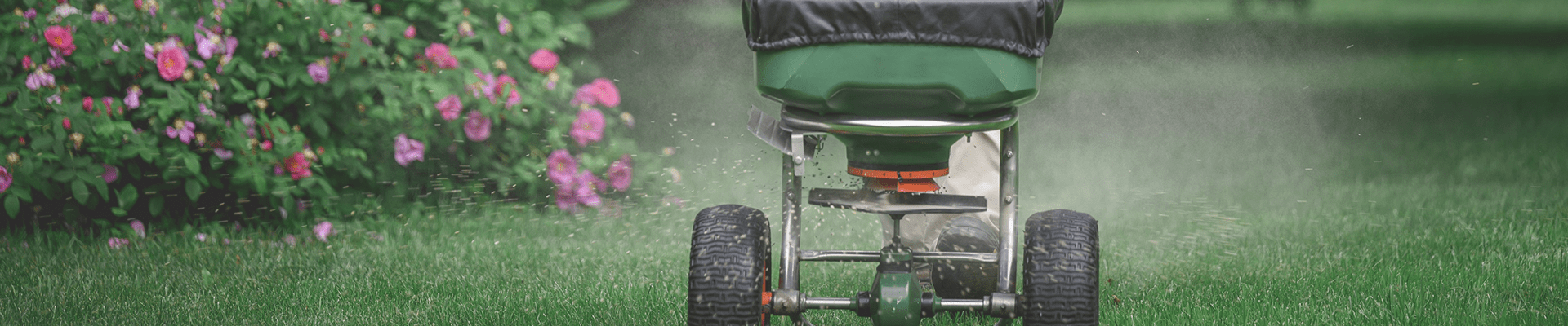 crabgrass along edging